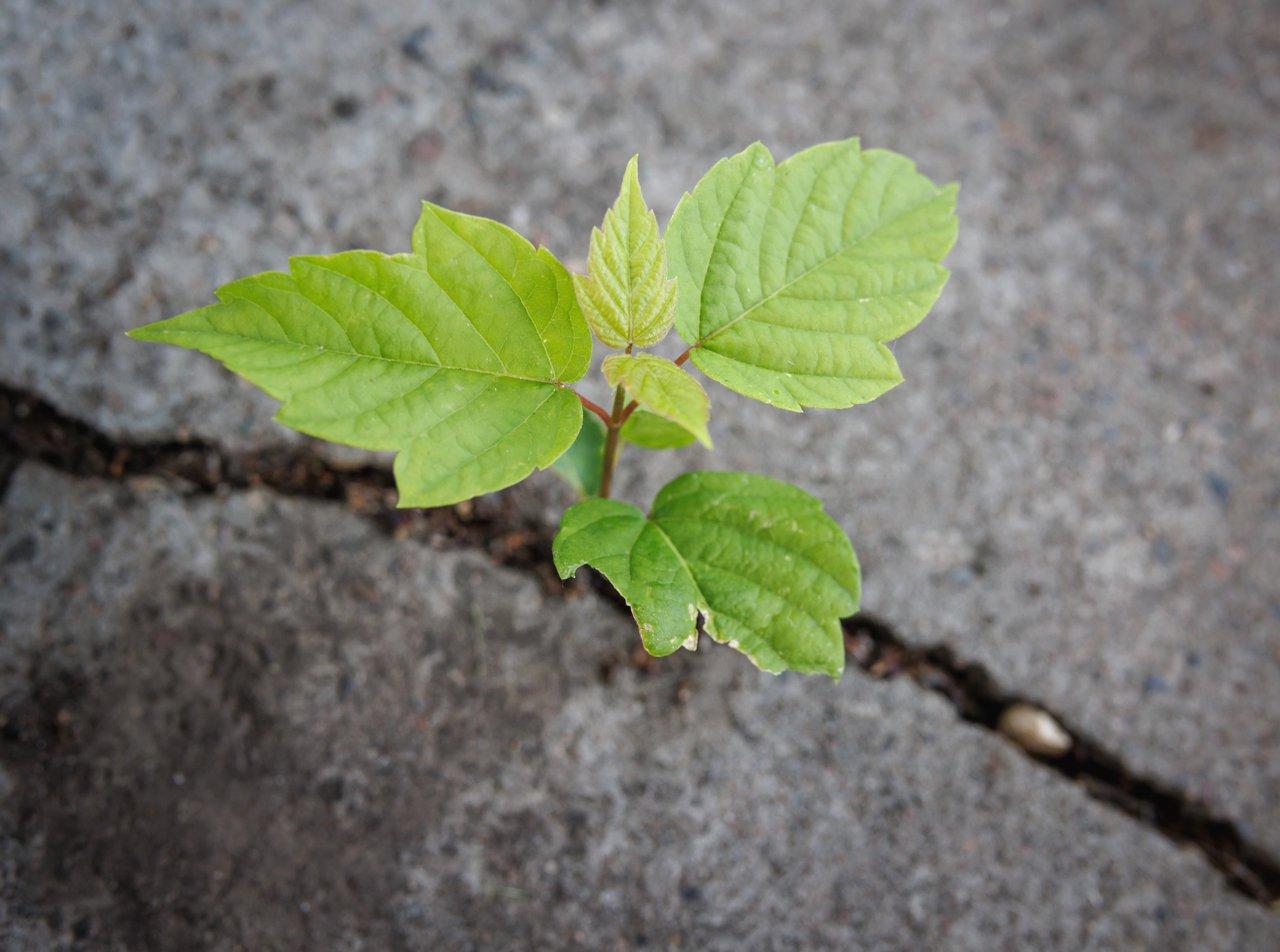 TNFD : évaluer les dépendances de votre entreprise à la nature pas à pas